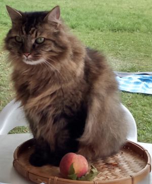 litiere chat