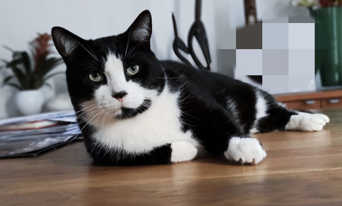 Bêtises et punition chez le chat