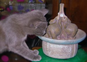 chaton et fontaine à eau