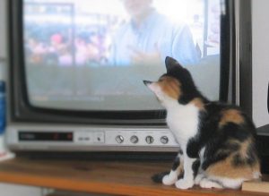 chaton qui regarde la télé