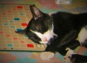 chat noir qui joue au scrabble