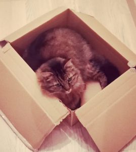 chat norvégien dans un carton