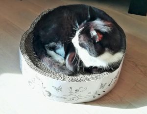 chat noir et blanc dans un panier