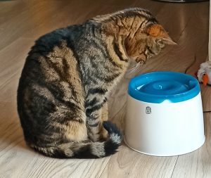 chat tigré avec fontaine à eau