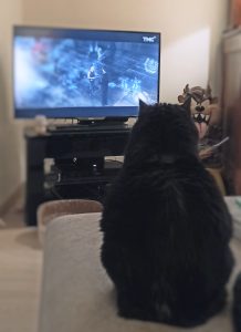 chat noir devant la télé