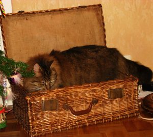 chat norvégien dans un panier