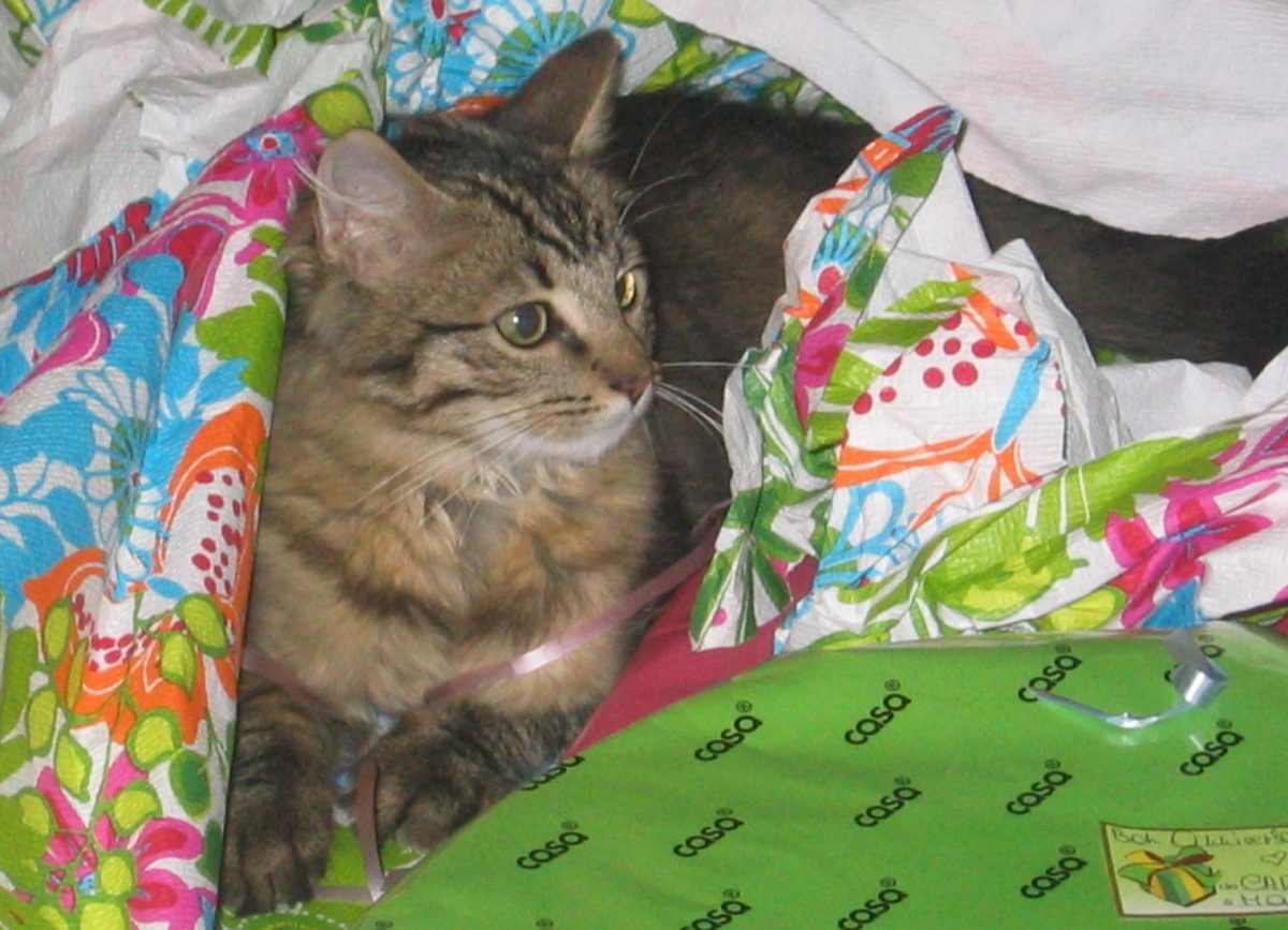 5 clés pour réussir une fête quand on a un animal