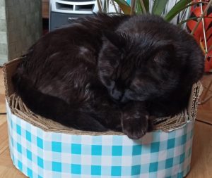 diy panier griffoir pour chat