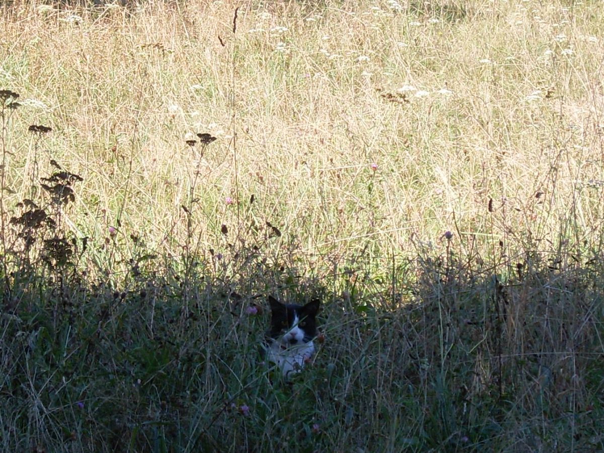 Chat noir et blanc dans un champ