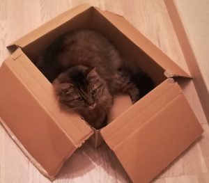chat dans un carton