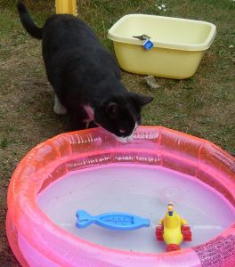chat dans la piscine