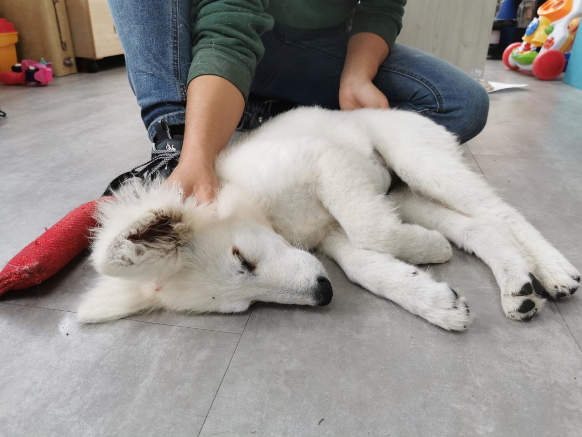 ostéopathie pour chien