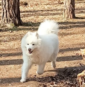 chien blanc qui court