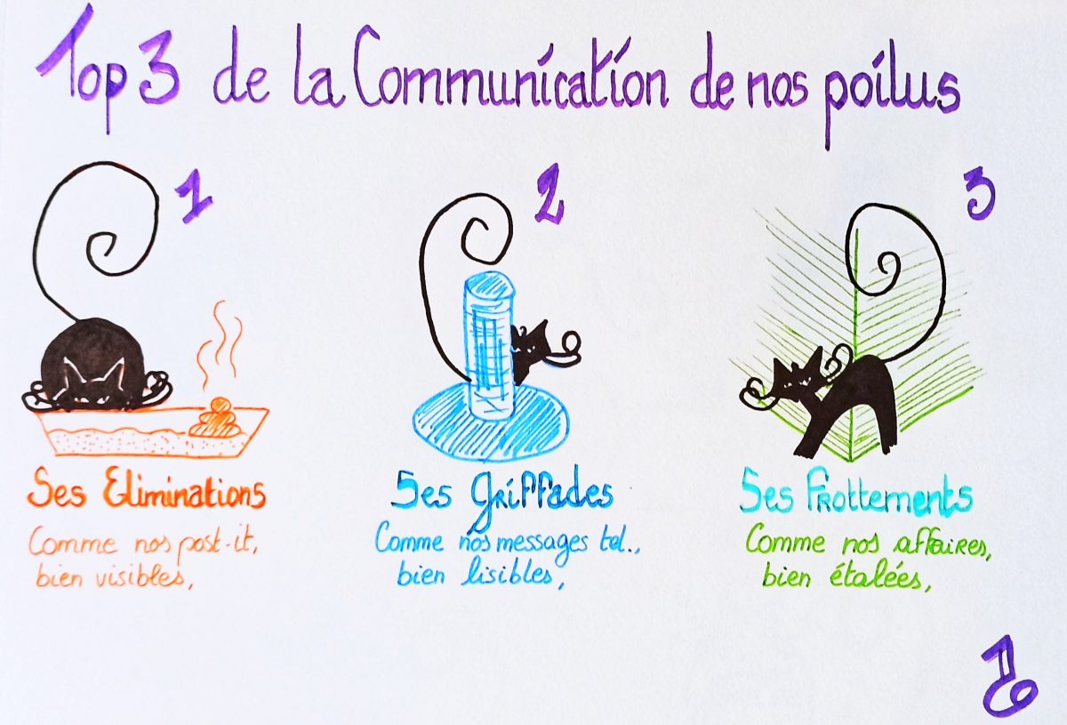 Top 3 de la communication chez le chat
