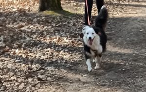 chien qui court avec laisse