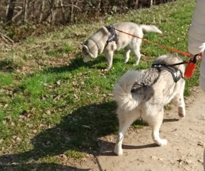 duo de chien avec harnais