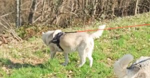 chien avec laisse et harnais