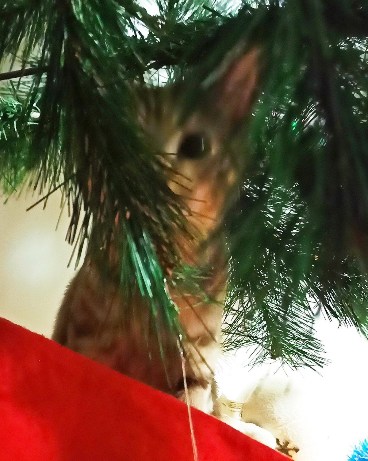 Sécuriser le sapin de Noël pour mon chat