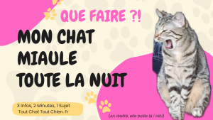 comment empêcher mon chat de miauler toute la nuit