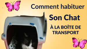 comment habituer son chat à la boite de transport