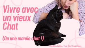photo de chat noir, un chaton noir, comment vivre avec un vieux chat