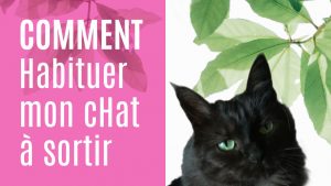 habituer son chat à sortir