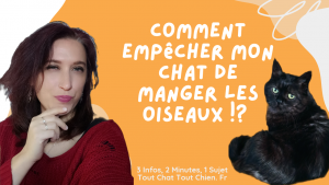 empêcher mon chat de manger les oiseaux