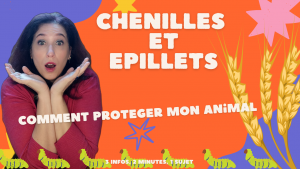 Protéger son chat et son chien des chenilles processionnaires et des épillets