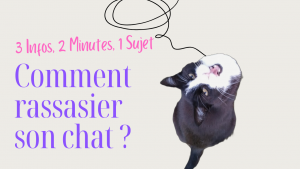 que faire si mon chat mange trop, comment rassasier mon chat