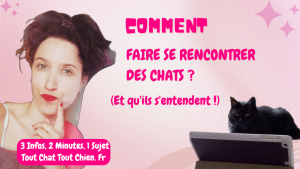 comment faire se rencontrer des chats