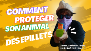 protéger son chat et son chien des épillets, les dangers des épillets