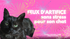 chat noir sur fond de feux d'artifices, comment le vivre sans stress pour nos chats et nos chiens