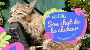 Comment protéger son chat et son chien de la chaleur, chat au soleil
