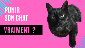 faut il punir son animal
