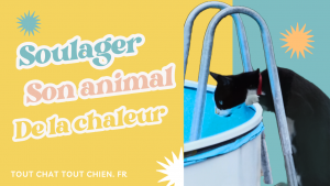 comment soulager le chat de la chaleur