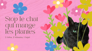 Comment empêcher le chat de manger les plantes