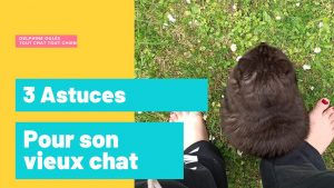 photo d'un chat noir pour donner des astuces quand son chat est vieux ou avec de l'arthrose