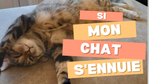 que faire si mon chat s'ennuie