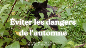 les dangers de l'automne pour son chat et son chien