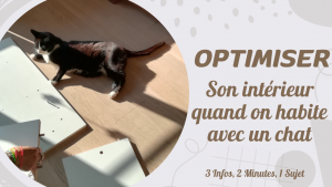 vivre avec un chat, comment aménager sa maison