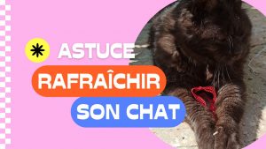 chat noir dehors qui joue avec une ficelle pour donner une astuce pour rafraîchir le chat quand il fait chaud