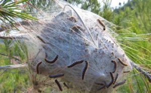 chenille processionnaire du pain dangereux