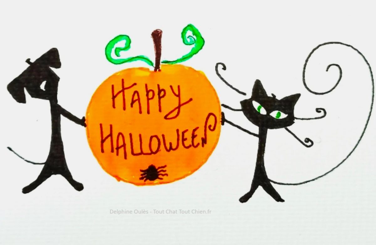 citrouille d'halloween pour un halloween catfriendly dog friendly